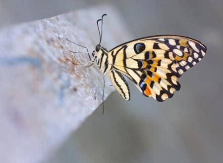 风水罗盘分金图