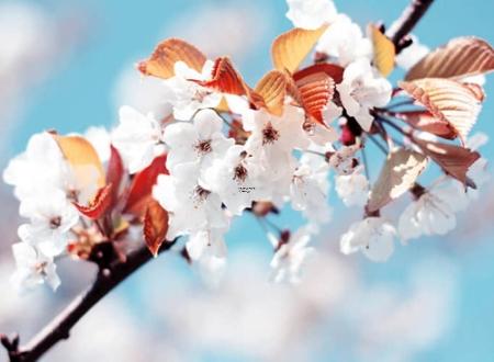 金牛座桃花运什么时候最旺,金牛座今年桃花正运是什么时间