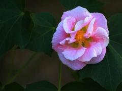 给貔貅开光怎么选日子,想给貔貅开光