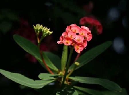 算命的说我婚后桃花运旺,算命说没有桃花运