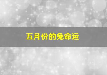 五月份的兔命运,属兔人出生月的命运