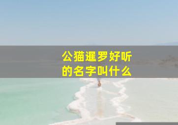 公猫暹罗好听的名字叫什么,暹罗公猫名字大全洋气的