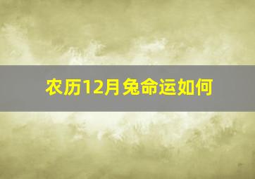 农历12月兔命运如何,农历12月出生的兔命好吗