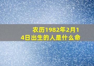 农历1982年2月14日出生的人是什么命