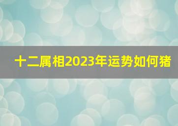 十二属相2023年运势如何猪,2023年属猪全年运势