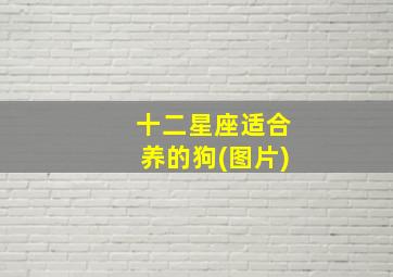 十二星座适合养的狗(图片),十二星座适合养什么狗图片