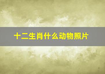 十二生肖什么动物照片,十二生肖照片呢