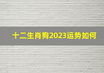 十二生肖狗2023运势如何,属狗人2023年运势运程