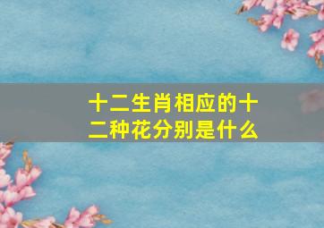 十二生肖相应的十二种花分别是什么,十二生肖所代表的花