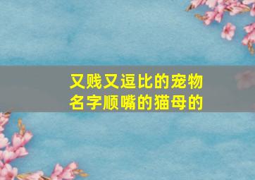 又贱又逗比的宠物名字顺嘴的猫母的,