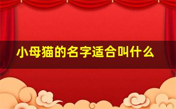 小母猫的名字适合叫什么,小母猫的名字适合叫什么呢