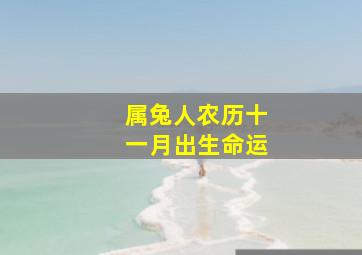 属兔人农历十一月出生命运,属兔人农历十一月出生命运详解