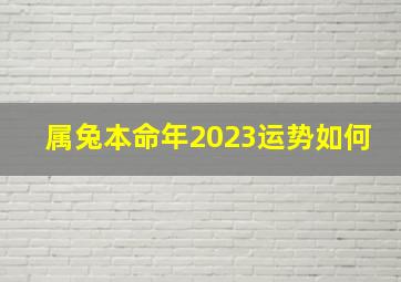 属兔本命年2023运势如何,2023年属兔本命年值太岁本命年运势及运程