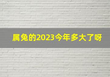 属兔的2023今年多大了呀,属兔人今年多大