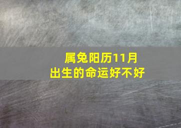 属兔阳历11月出生的命运好不好