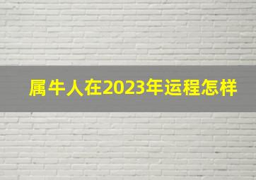 属牛人在2023年运程怎样,73年的牛在2023年的运气怎么样