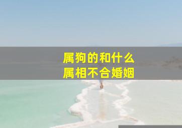 属狗的和什么属相不合婚姻,属狗的人和什么属相不合属狗的人最不合的属相