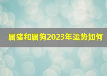 属猪和属狗2023年运势如何