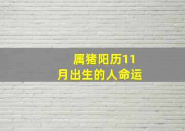 属猪阳历11月出生的人命运,1971年11月属猪人命运