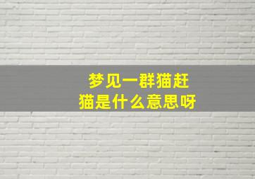 梦见一群猫赶猫是什么意思呀