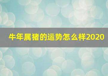 牛年属猪的运势怎么样2020,属猪牛年运势