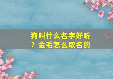 狗叫什么名字好听？金毛怎么取名的,狗名字大全 洋气的金毛