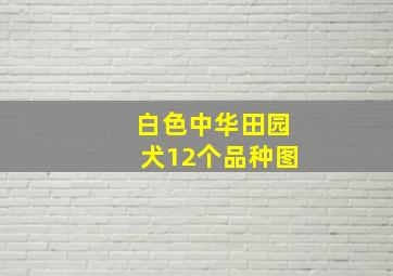 白色中华田园犬12个品种图,中华田园犬12个品种图