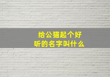 给公猫起个好听的名字叫什么,给公猫取名字叫什么最好