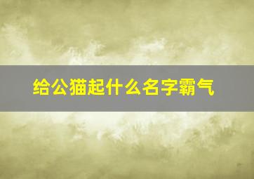 给公猫起什么名字霸气,给公猫咪起什么名字