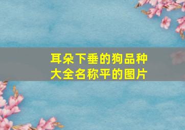 耳朵下垂的狗品种大全名称平的图片,耳朵下垂的小狗品种大全