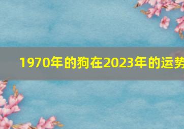 1970年的狗在2023年的运势,1970年出生属狗人2023年运势及运程