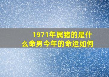 1971年属猪的是什么命男今年的命运如何,