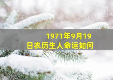 1971年9月19日农历生人命运如何,1971年9月19日阳历