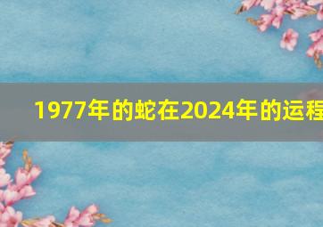 1977年的蛇在2024年的运程,1977年2024年属蛇人的运程