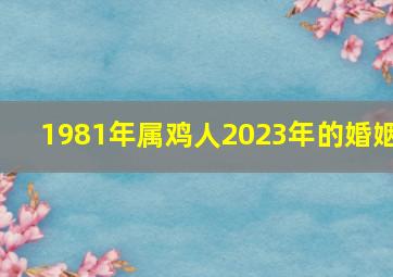 1981年属鸡人2023年的婚姻,81年的鸡在2023年的运势怎么样