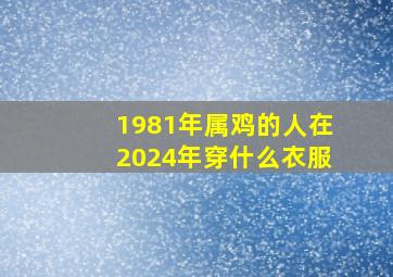 1981年属鸡的人在2024年穿什么衣服,1981年属鸡的穿什么颜色好