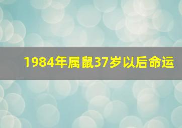 1984年属鼠37岁以后命运,