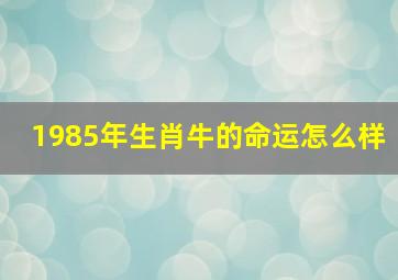 1985年生肖牛的命运怎么样