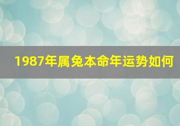 1987年属兔本命年运势如何,1987年属兔本命年运势如何呢