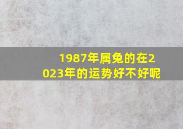 1987年属兔的在2023年的运势好不好呢,1987年属兔人2023年财运怎样样36岁属兔的兔年财气好吗