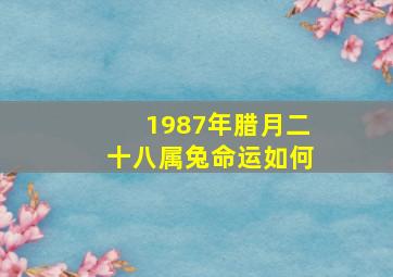 1987年腊月二十八属兔命运如何,1987年腊月二十八属兔命运如何呢