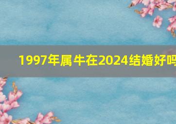 1997年属牛在2024结婚好吗,1997年属牛女2024年结婚好吗