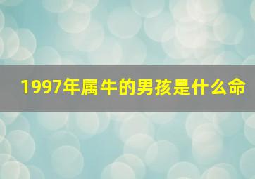 1997年属牛的男孩是什么命,1997年属牛的男孩命运好不好