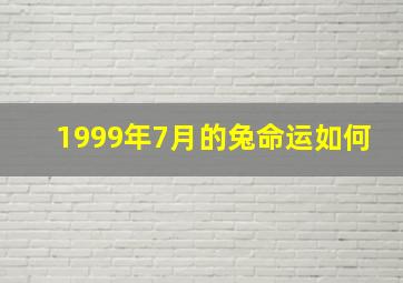 1999年7月的兔命运如何,1999年7月的兔命运如何2024年