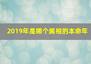 2019年是哪个属相的本命年,2019年是属什么的