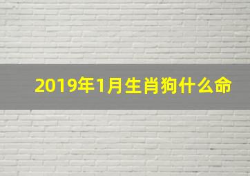 2019年1月生肖狗什么命,第一运程2019年1月27日十二生肖运势解析