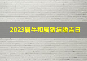 2023属牛和属猪结婚吉日,属猪人2023年合适结婚吗哪地利结婚吉日呢