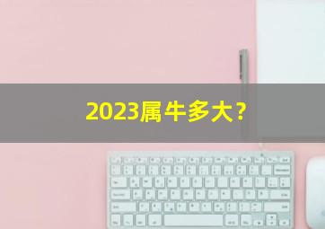 2023属牛多大？