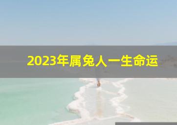 2023年属兔人一生命运,2023年属兔是什么命