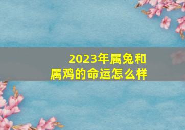 2023年属兔和属鸡的命运怎么样,2023年属兔和什么相克